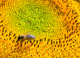 Biene auf einer Sonnenblume
