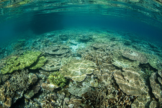 Heathy Pacific Reef