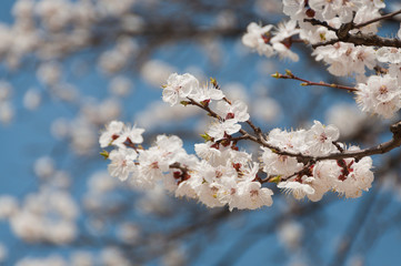 Sakura tree