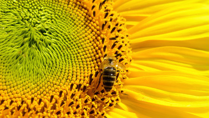 Biene auf einer Sonnenblume © PixelPower