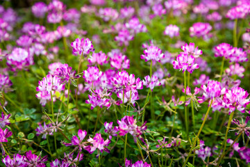 pink calliopsis