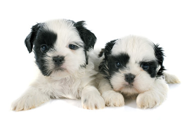 puppies shih tzu