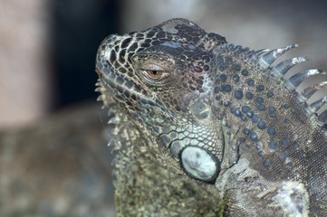 large iguana