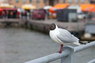 the seagull lodges on a bridge protection