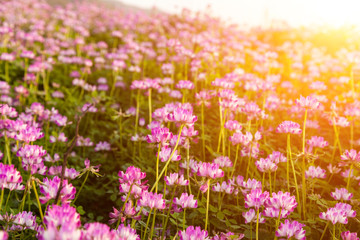 Chinese milk vetch