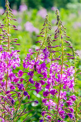 Цветущий Иван-чай.