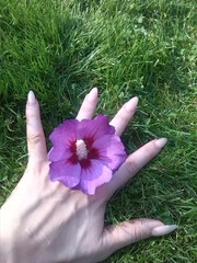 Hand mit hibiskus blüte im gras © chlodwigii