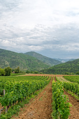 Fototapeta na wymiar vineyard in provence