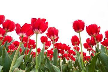 Fototapeta premium blooming tulips