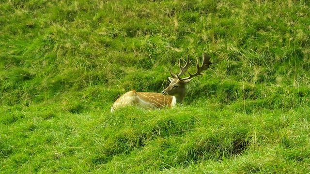 Hirsch sonnt sich