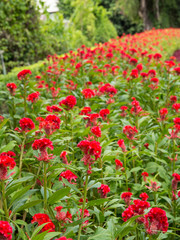 Beautiful Cockscomb Flower In The Garden