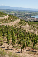 Fototapeta na wymiar Côtes du Rhône : vignes en étage dominant la vallée du Rhône