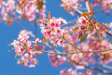 Wild Himalayan Cherry