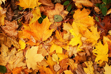 yellow leaves on the ground