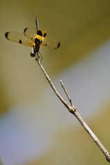 Dragonfly on wood