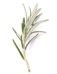 rosemary herb spice leaves isolated on white background cutout