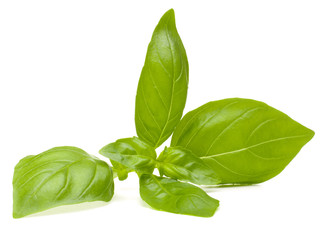 Sweet basil leaves