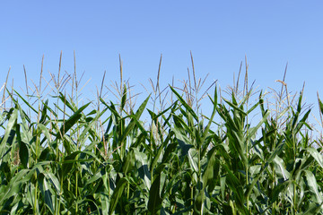 Maisfeld unter blauem Himmel