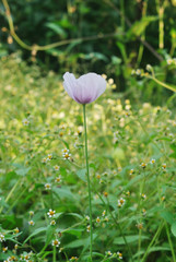 White flower on green grass background