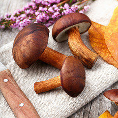 Frische Waldpilze - Maronen