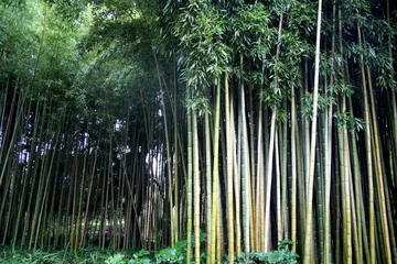 Crédence de cuisine en verre imprimé Bambou Foresta di bamboo