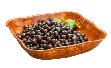 Black currant