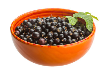 Black currant