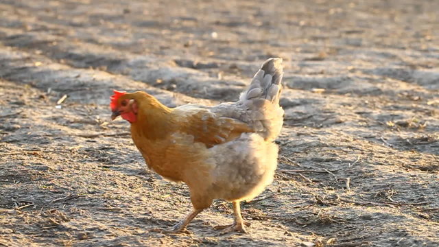 Chicken in the rural