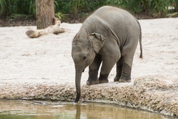 Indischer Elefant