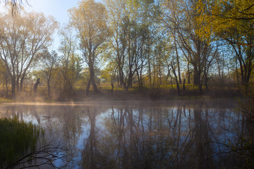serene misty morning on a lakeside