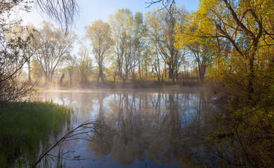 Fototapeta na wymiar serene misty morning on a lakeside