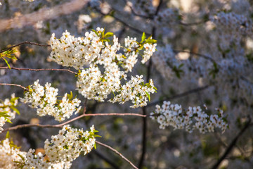 Flowers of the cherry blossoms on a spring day