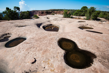 Water hole at Canyonlands