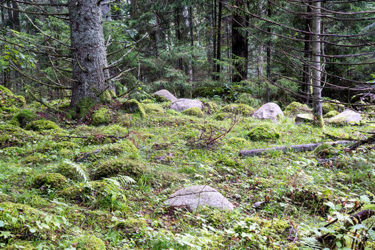 Old forest with moss covered trees and rays of sun