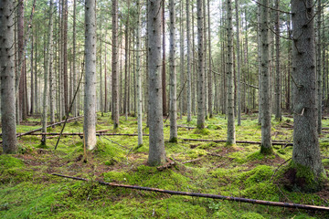 Old forest with moss covered trees and rays of sun