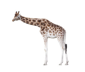 Giraffe isolated on white with clipping path