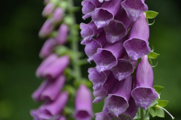 Fleurs, clochettes violettes