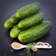 Frische Einlegegurken