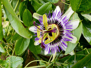 Passion Flower close up