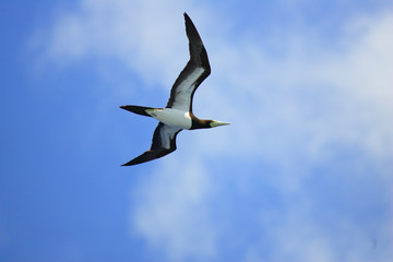Brown Booby (Sula leucogaster) in Japan