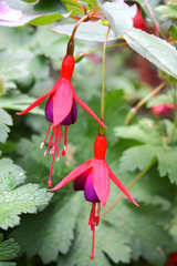 Fuschia plant