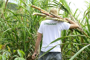Organic farmer carrying sugar cane