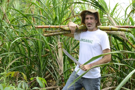 Organic Farmer Carrying Sugar Cane