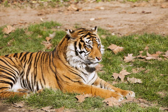 Tiger resting on the grass