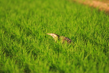 Eurasian Bittern(Botaurus stellaris) in Japan