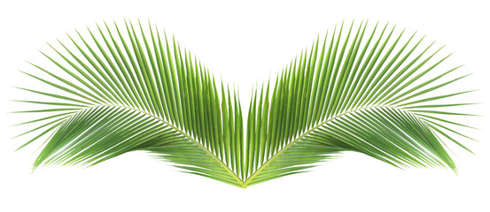 Green coconut leaf on white background