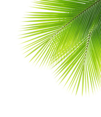 Green coconut leaf frame isolated on white background