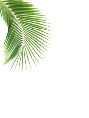 Green coconut leaf on white background