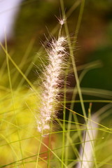 Obraz premium Glass flower