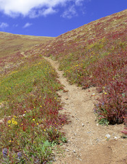 Alpine Tundra Groundcover in Autumn colors, Rocky Mountains, USA - 69789765
